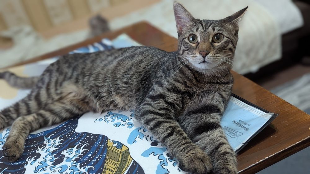 Ищем дом для Моти