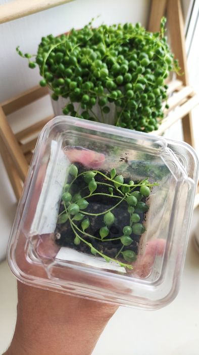 Крестовник Роули