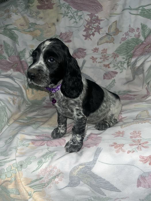 Русский охотничий спаниель