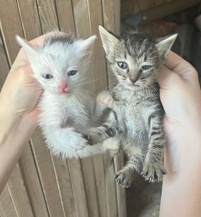 Милые котята в добрые руки бесплатно