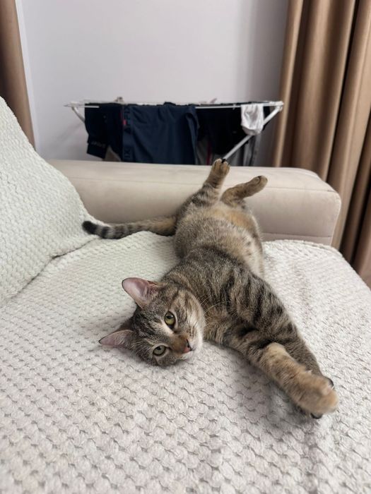 Pisica Sparkles o să-ți intre instant în suflet. Adopt-o!