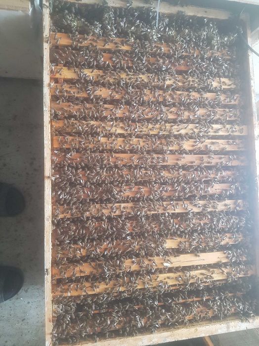 Vand matci albine imperecheate, rasa carnica, carpatina, 2025, marcate