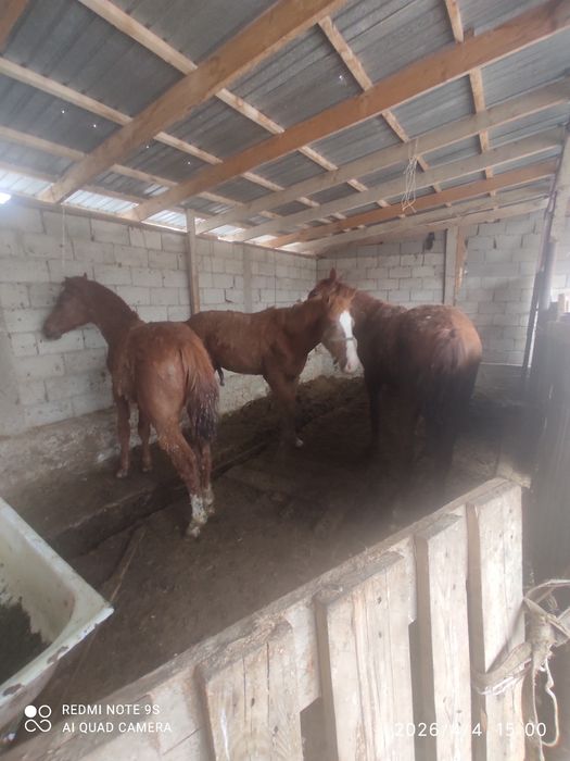 3 бас тай сатылады