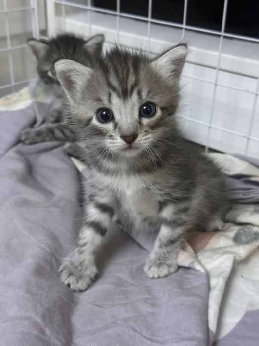 Котята домашние в добрые руки