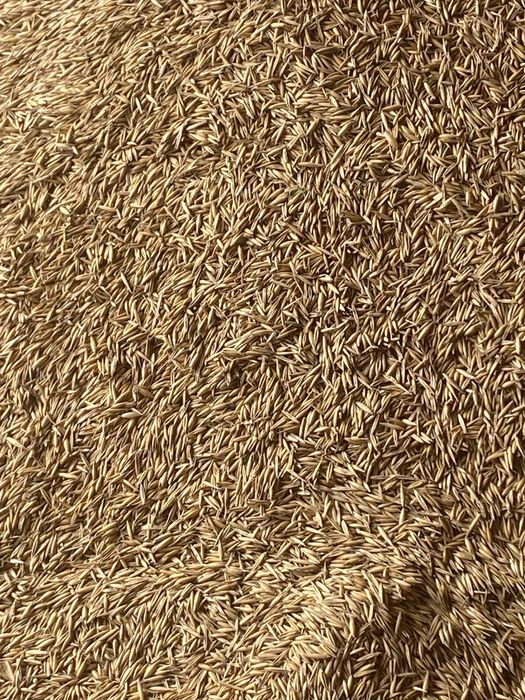 Vând ovăz preț 1 50 pentru mai multe detalii sunați la numărul de tel