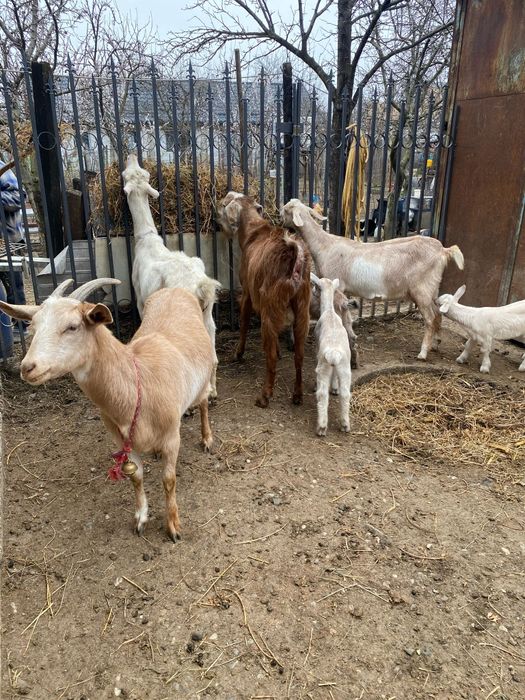 Capre sannen anglonubian