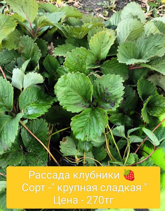 Рассада Помидор , баклажан ,  клубники
