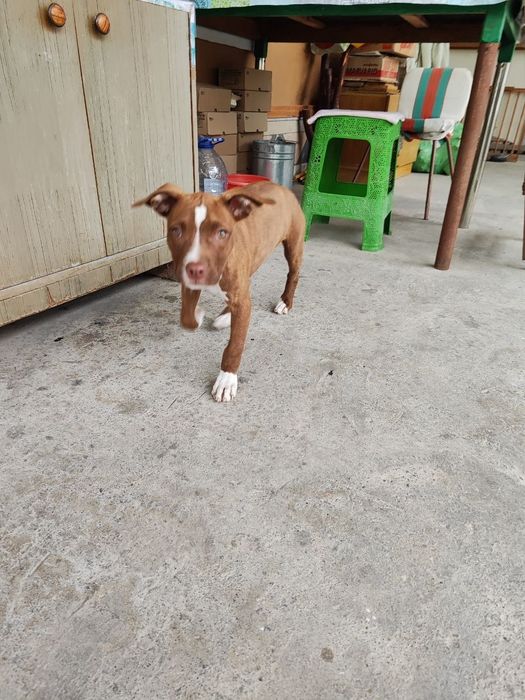 Питбуль с хорошей родословной