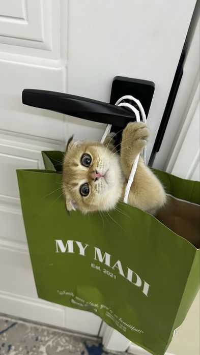 Shinshilla toza qon okras 12