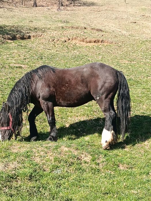 De vânzare,cal castrat în vârstă de 14 ani!