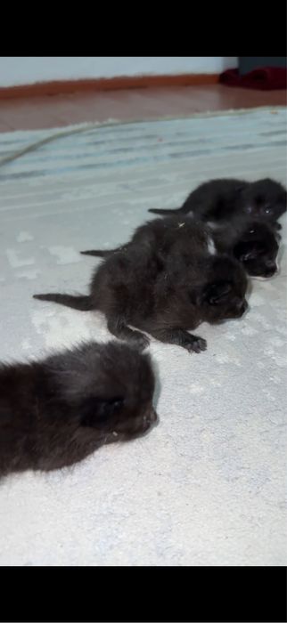 Котенок 2 мальчик 2 девочка