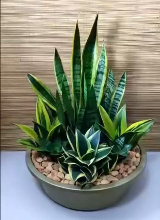 Богбон хизмати Садовая услуги