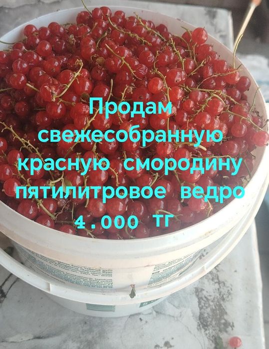 Продам смородину