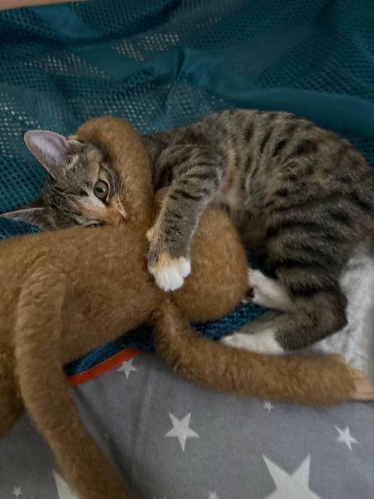 Котенок, ласковая обученная