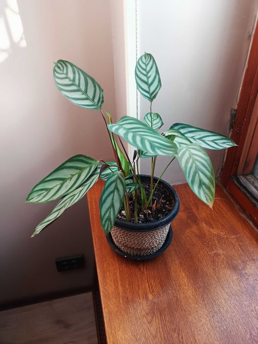 Ктенанта. Комнатное растение