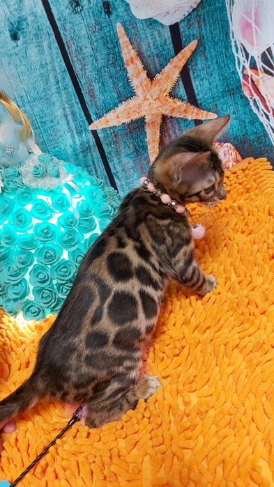 Супер яркие котята! БЕНГАЛЫ- детки