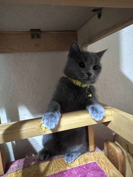 Скотиш страйд мушук сотилади