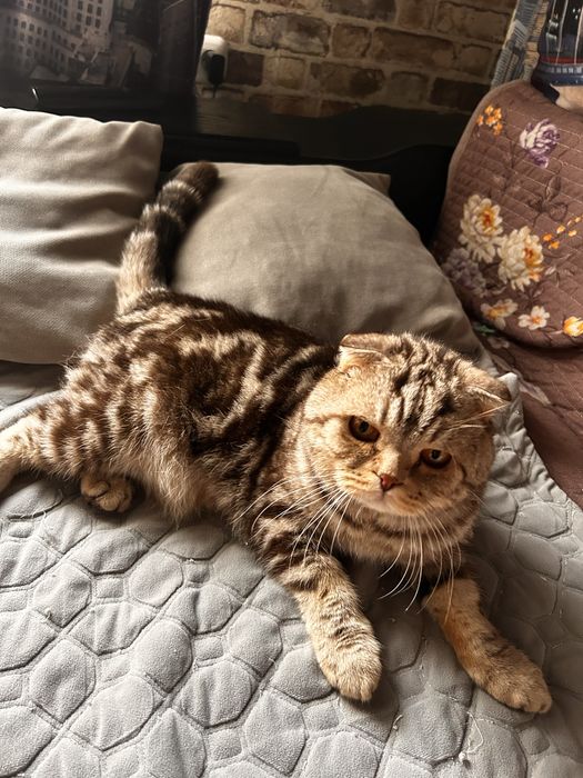 Котят , шотландских вислоухих