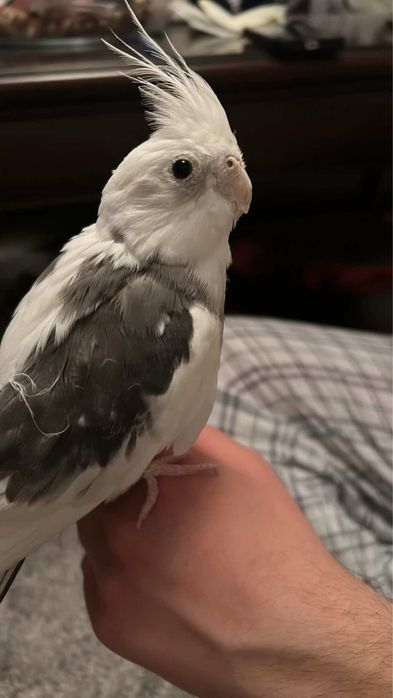 Nimfa mascul plus colivie