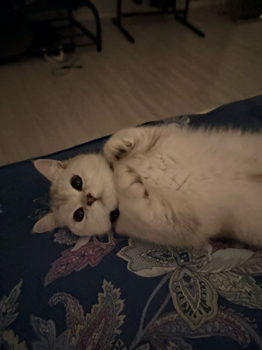 Чистокрованая британка