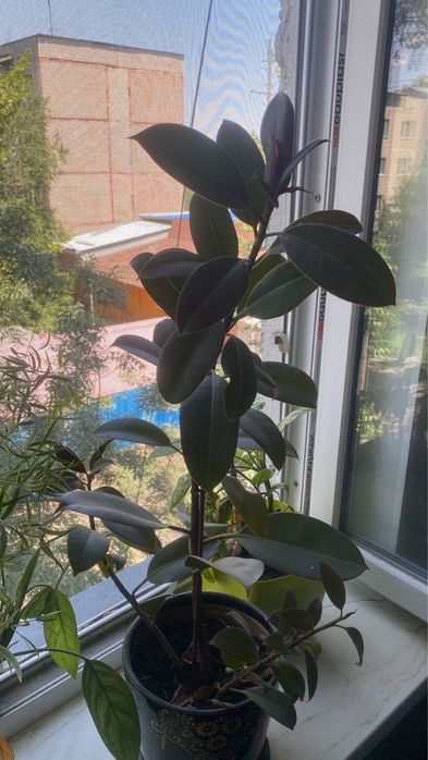 Продам фикус не дорого