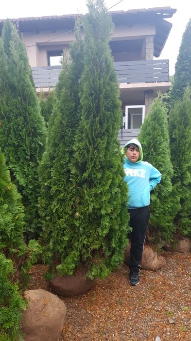 Tuia(tuja) smaragd(smarald)