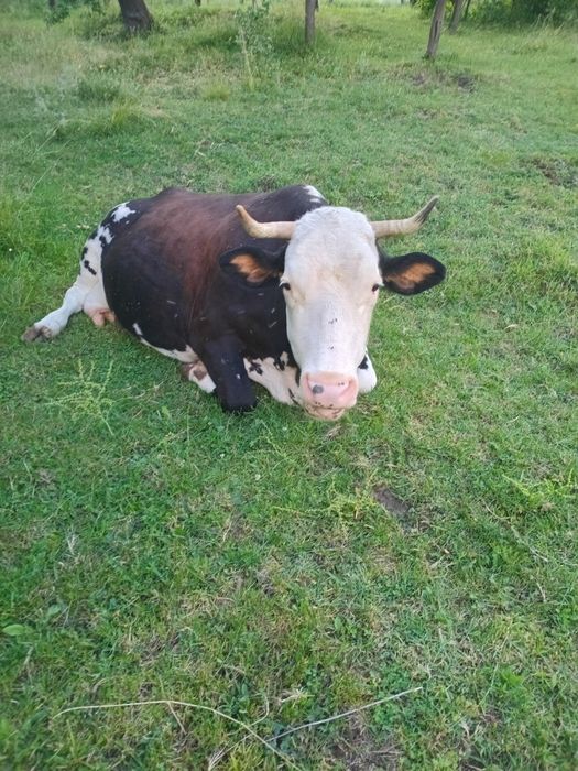 Vaca gestanta in 8 luni balțata romaneasca