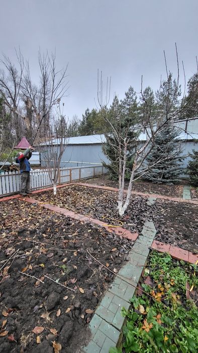 Плодовая обрезка