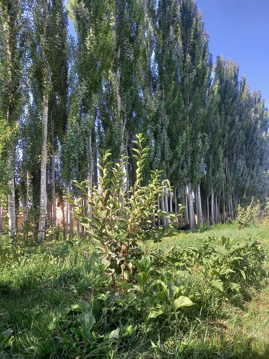 Уи       сотылады