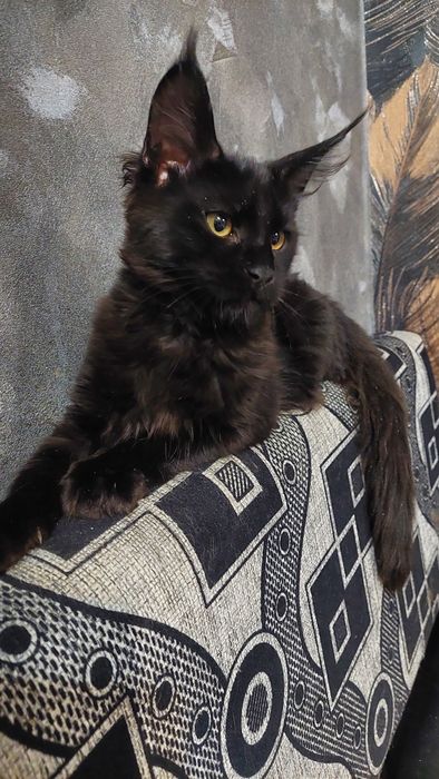 Продается кошечка Мейн-кун