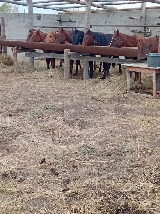 Продам Жабагы с откорма