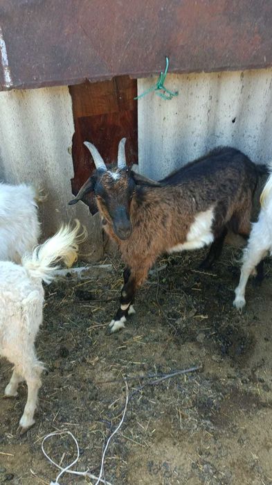 Продаются молочные козы и козлята