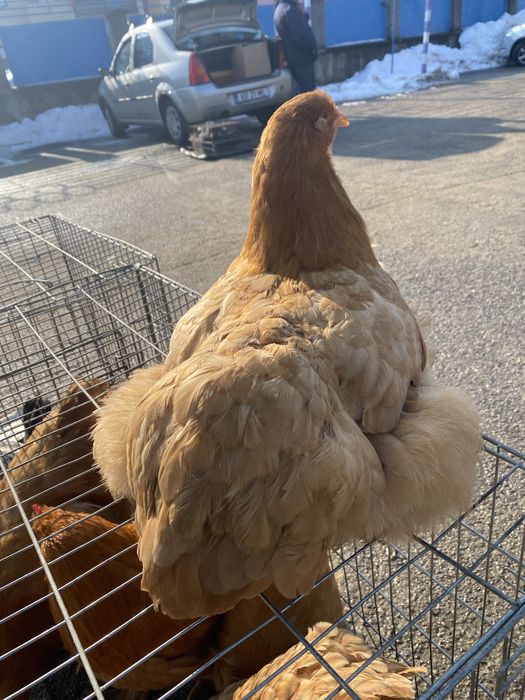 De vânzare gaini cochinchina urias galben