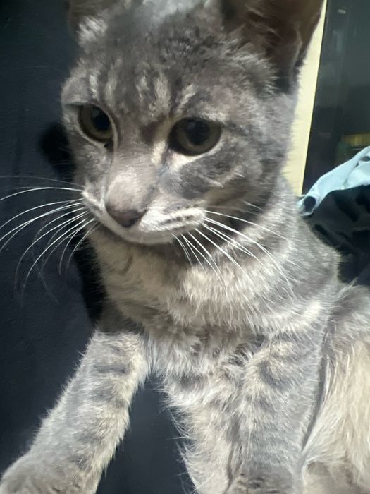 Коты в хорошое руки, домашние