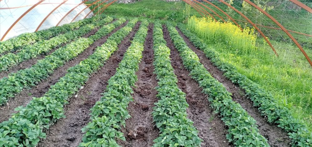 Qulupnay kõchat sotiladi