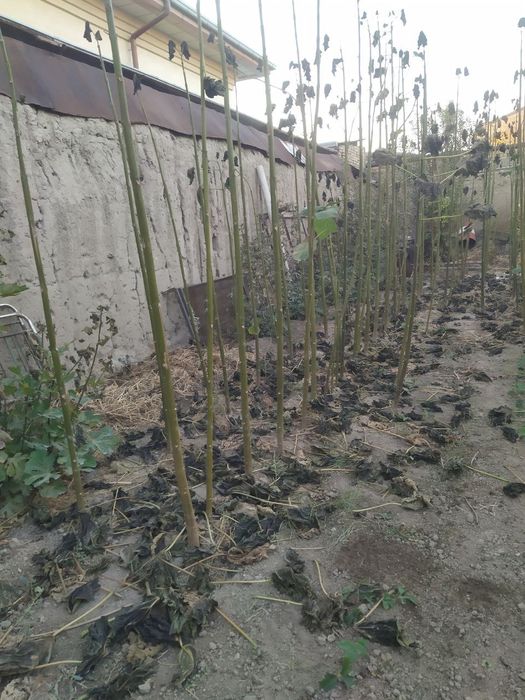 Pavloniya daraxtlari sotiladi 250-280tacha