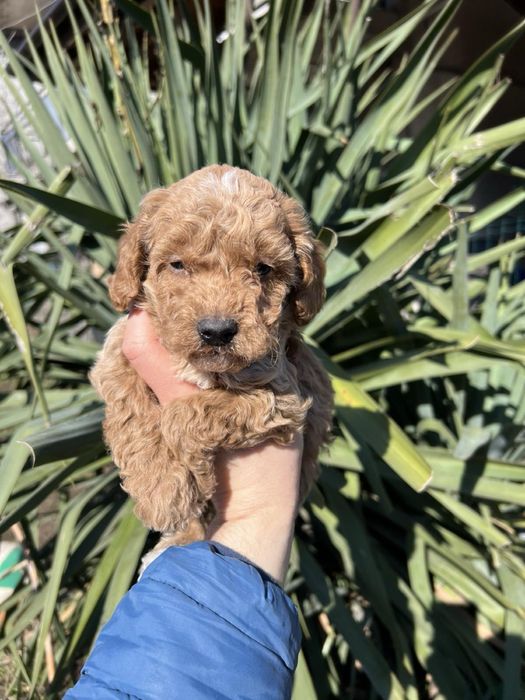 Той Пуделчета Мини