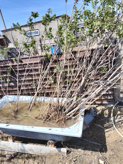 Сирень саженцы, сиреневый