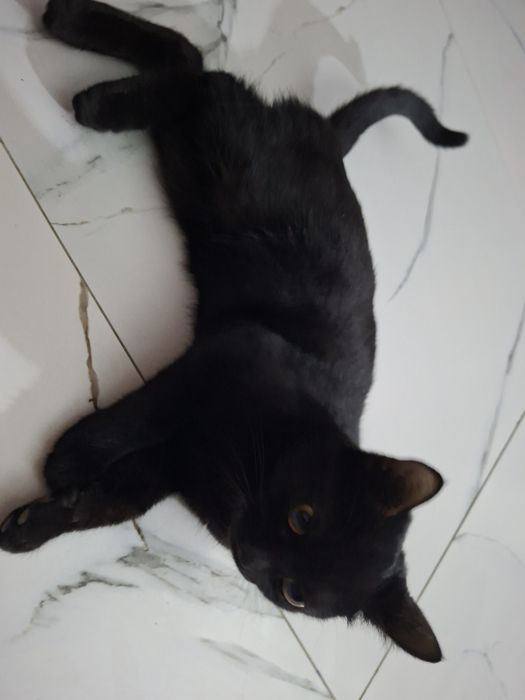 Котята в частный дом