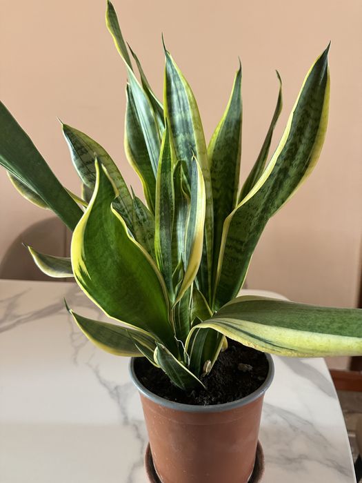 Сансевиерия цветы