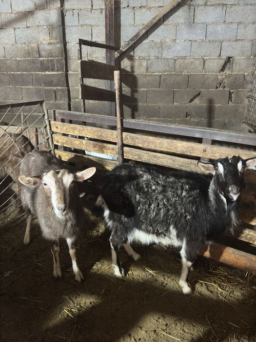 Ешкі сатылады альпи сангу тогенбург