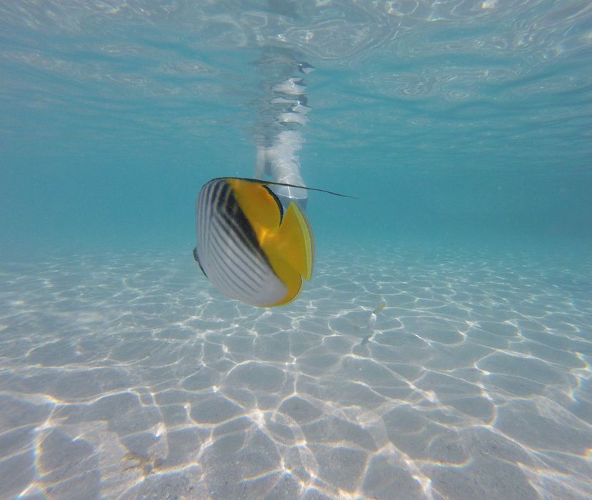 GoPro Hero 5 session