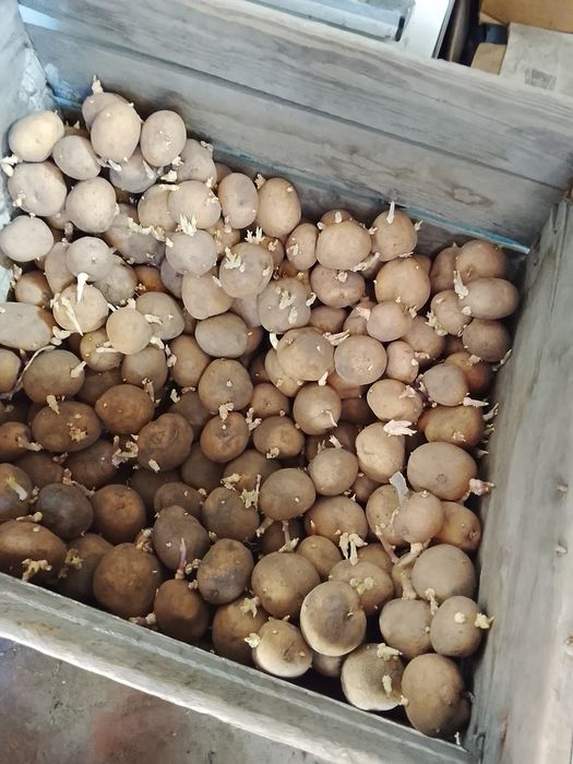 Продам семеную картощку