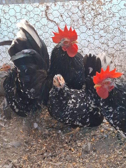 Vand gaini pitice CHABO