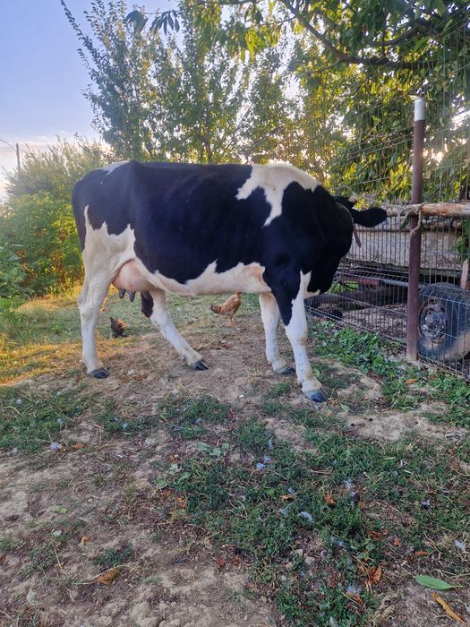 De vînzare vacă cu vitică