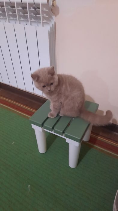 Британский котёнок