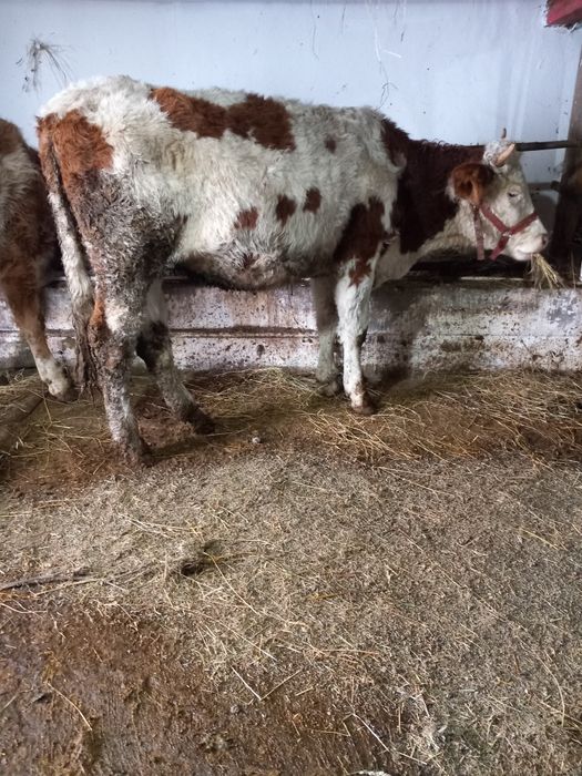 De vânzare doua junci