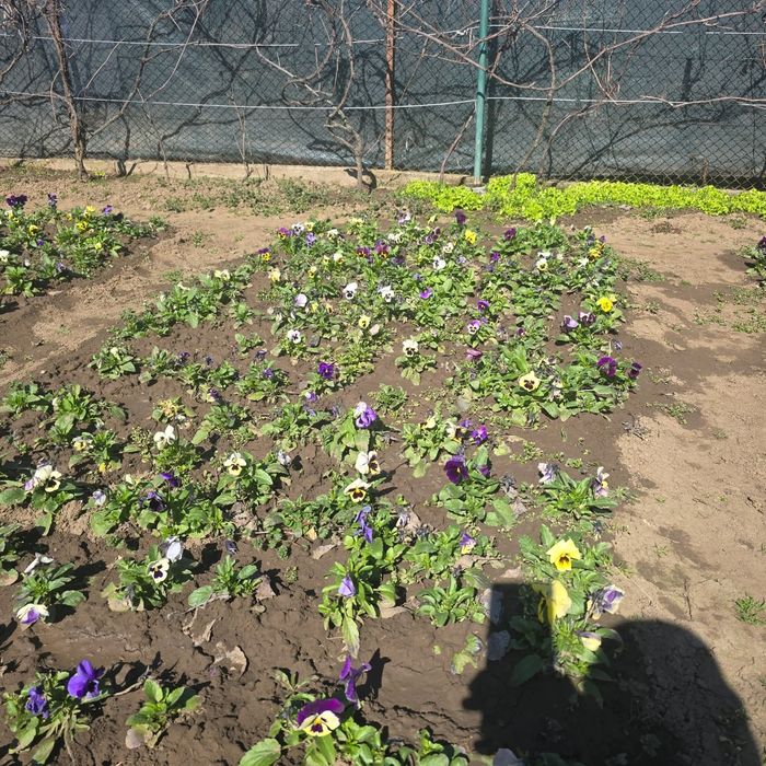 Теменужки градински