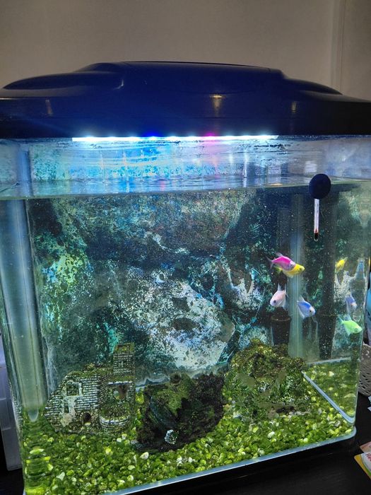 Vand sau schimb cu iepuri