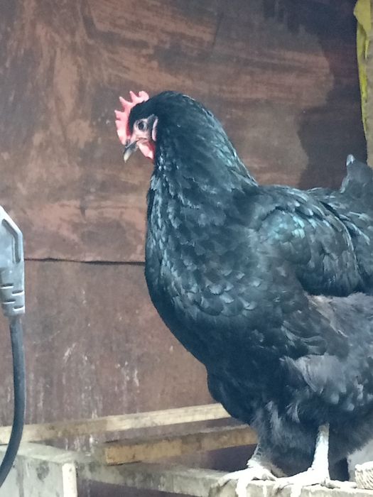 Продам курица джерскый гегант